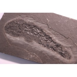 Osteolepis panderi - Middle Devonian - old red sandstone Fmt - Orkney, Scotland