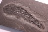 Osteolepis panderi - Dévonien moyen -"old red sandstone Fmt"-  Orkney, Scotland
