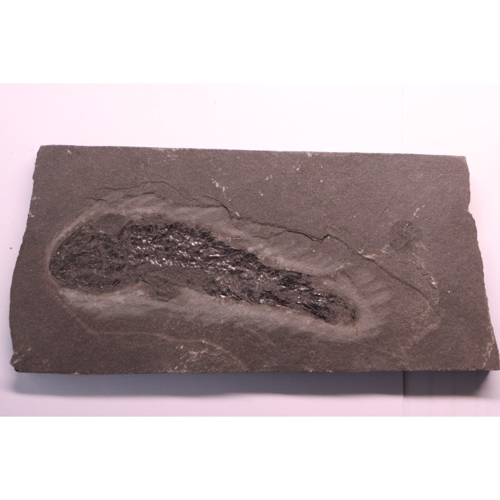 Osteolepis panderi - Dévonien moyen -"old red sandstone Fmt"-  Orkney, Scotland