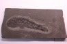 Osteolepis panderi - Middle Devonian - old red sandstone Fmt - Orkney, Scotland