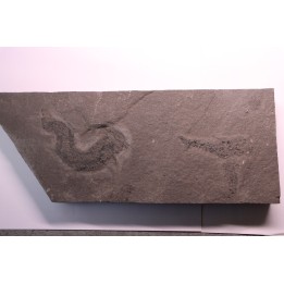 2 Acanthodians:  Cheiracanthus murchisoni - Middle Devonian - old red sandstone Fmt - Orkney, Scotland