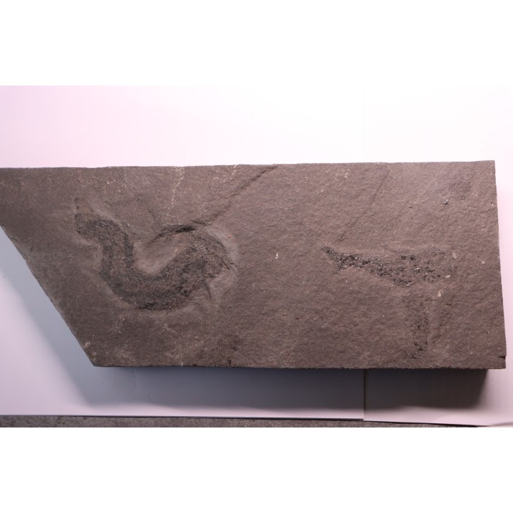 2 Acanthodiens:  Cheiracanthus murchisoni - Dévonien moyen -"old red sandstone Fmt"-  Orkney, Scotland