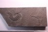 2 Acanthodians:  Cheiracanthus murchisoni - Middle Devonian - old red sandstone Fmt - Orkney, Scotland