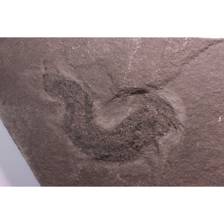 2 Acanthodiens:  Cheiracanthus murchisoni - Dévonien moyen -"old red sandstone Fmt"-  Orkney, Scotland