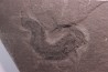 2 Acanthodians:  Cheiracanthus murchisoni - Middle Devonian - old red sandstone Fmt - Orkney, Scotland
