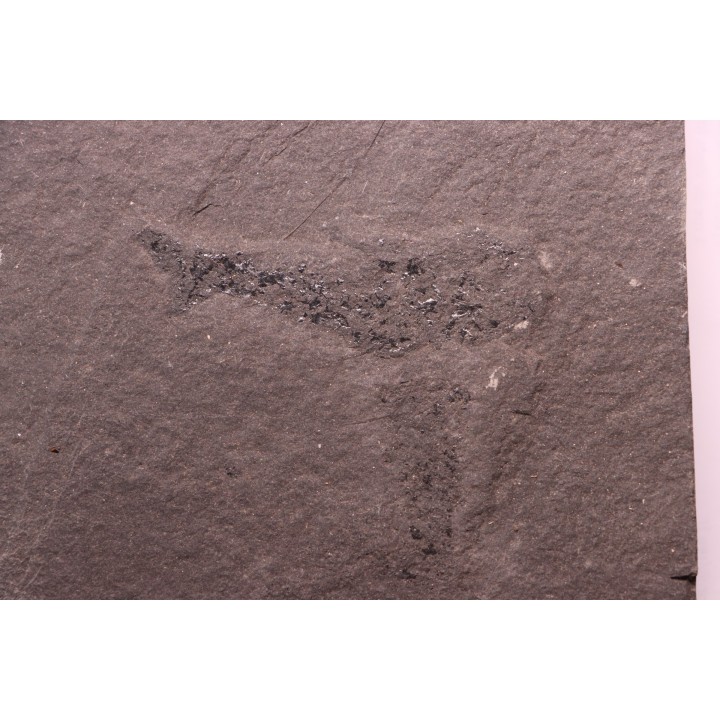 2 Acanthodians:  Cheiracanthus murchisoni - Middle Devonian - old red sandstone Fmt - Orkney, Scotland