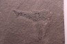 2 Acanthodiens:  Cheiracanthus murchisoni - Dévonien moyen -"old red sandstone Fmt"-  Orkney, Scotland