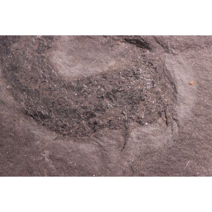 2 Acanthodians:  Cheiracanthus murchisoni - Middle Devonian - old red sandstone Fmt - Orkney, Scotland