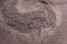 2 Acanthodiens:  Cheiracanthus murchisoni - Dévonien moyen -"old red sandstone Fmt"-  Orkney, Scotland
