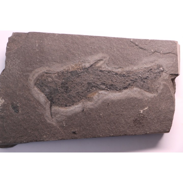 Acanthodien:  Cheiracanthus murchisoni - Dévonien moyen -"old red sandstone Fmt"-  Orkney, Scotland