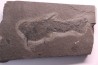 Acanthodian: Cheiracanthus murchisoni - Middle Devonian - old red sandstone Fmt - Orkney, Scotland