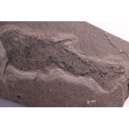 Acanthodien:  Cheiracanthus murchisoni - Dévonien moyen -"old red sandstone Fmt"-  Orkney, Scotland