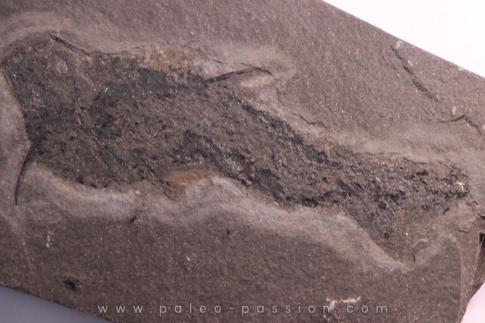 Acanthodian: Cheiracanthus murchisoni - Middle Devonian - old red sandstone Fmt - Orkney, Scotland