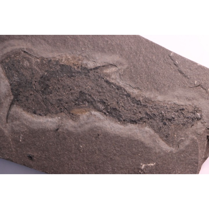 Acanthodien:  Cheiracanthus murchisoni - Dévonien moyen -"old red sandstone Fmt"-  Orkney, Scotland