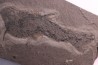Acanthodien:  Cheiracanthus murchisoni - Dévonien moyen -"old red sandstone Fmt"-  Orkney, Scotland