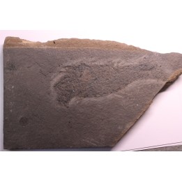 Acanthodien:  Cheiracanthus murchisoni - Dévonien moyen -"old red sandstone Fmt"-  Orkney, Scotland