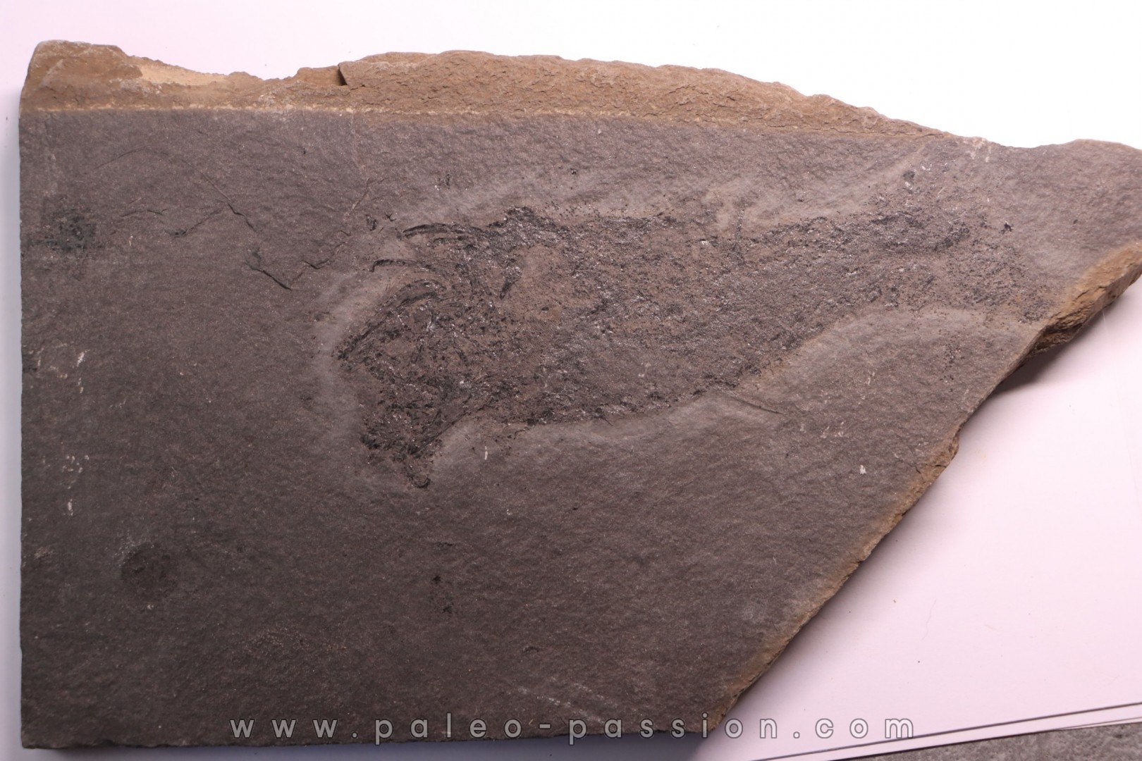 Acanthodian: Cheiracanthus murchisoni - Middle Devonian - old red sandstone Fmt - Orkney, Scotland