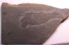 Acanthodian: Cheiracanthus murchisoni - Middle Devonian - old red sandstone Fmt - Orkney, Scotland
