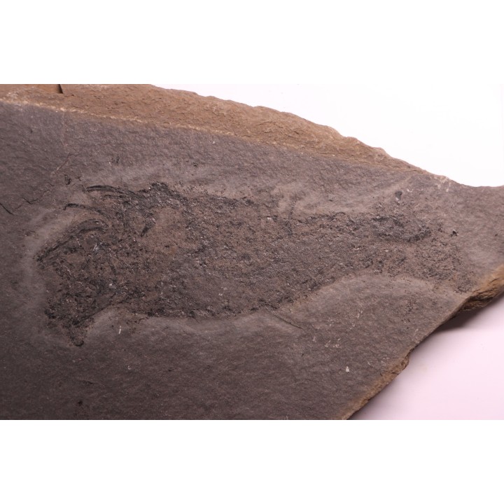 Acanthodian:  Cheiracanthus murchisoni - Middle Devonian - old red sandstone Fmt - Orkney, Scotland