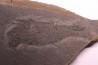 Acanthodien:  Cheiracanthus murchisoni - Dévonien moyen -"old red sandstone Fmt"-  Orkney, Scotland