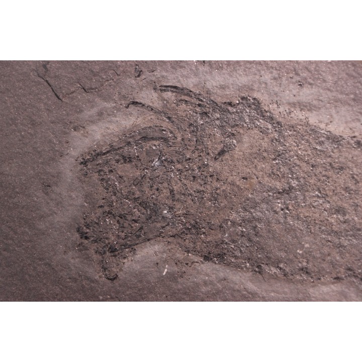 Acanthodien:  Cheiracanthus murchisoni - Dévonien moyen -"old red sandstone Fmt"-  Orkney, Scotland