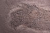 Acanthodian: Cheiracanthus murchisoni - Middle Devonian - old red sandstone Fmt - Orkney, Scotland