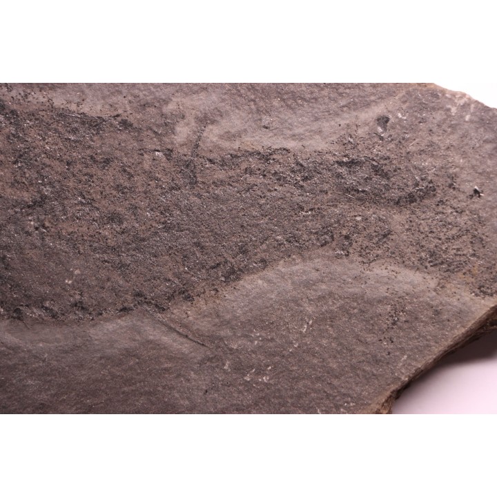 Acanthodian:  Cheiracanthus murchisoni - Middle Devonian - old red sandstone Fmt - Orkney, Scotland