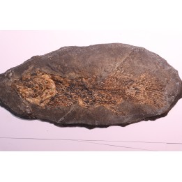 AMIA: CYCLURUS KEHRERI - Messel