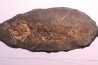 AMIA: CYCLURUS KEHRERI - Messel