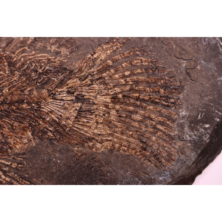 AMIA: CYCLURUS KEHRERI - Messel