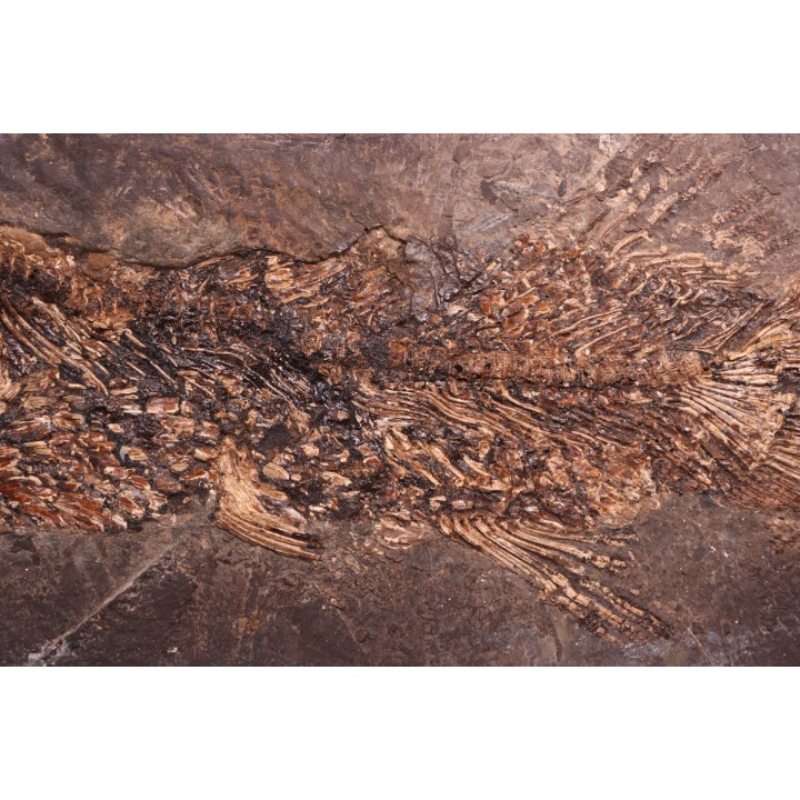 AMIA: CYCLURUS KEHRERI de Messel - Allemagne