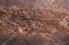 AMIA: CYCLURUS KEHRERI de Messel - Allemagne