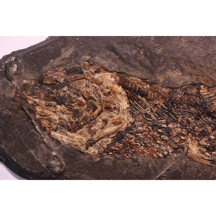 AMIA: CYCLURUS KEHRERI de Messel - Allemagne