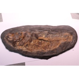 AMIA: CYCLURUS KEHRERI de Messel - Allemagne