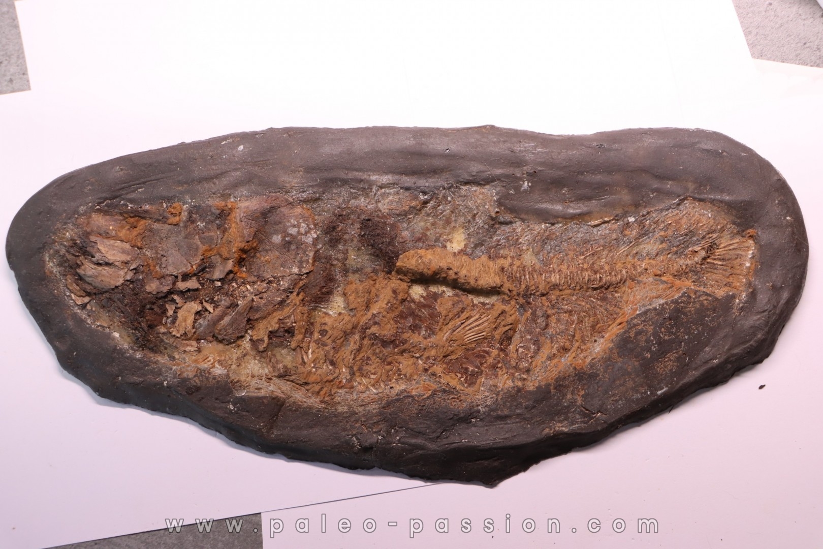 AMIA: CYCLURUS KEHRERI de Messel - Allemagne