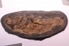 AMIA: CYCLURUS KEHRERI de Messel - Allemagne