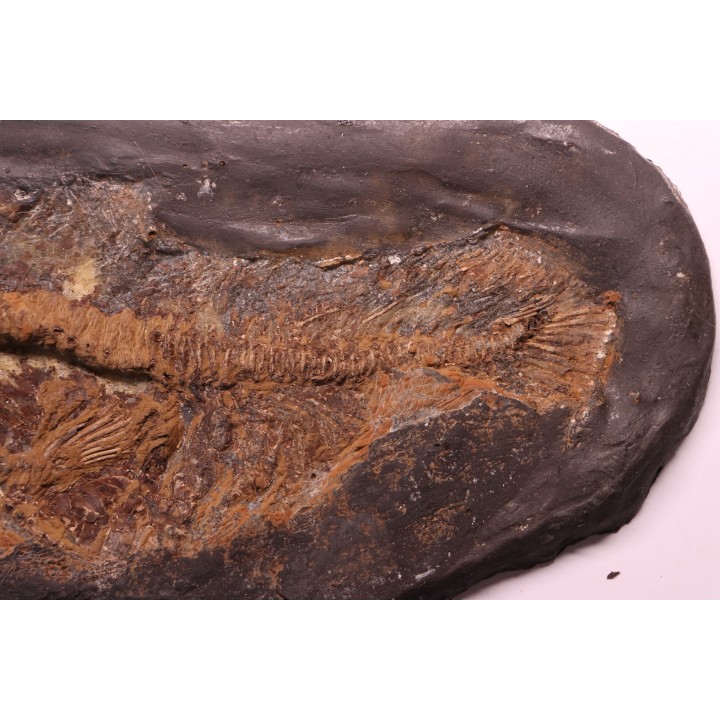 AMIA: CYCLURUS KEHRERI de Messel - Allemagne