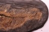 AMIA: CYCLURUS KEHRERI de Messel - Allemagne