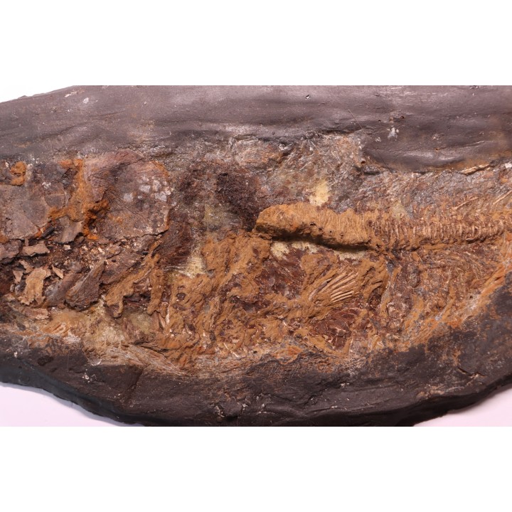 AMIA: CYCLURUS KEHRERI - Messel