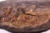 AMIA: CYCLURUS KEHRERI de Messel - Allemagne