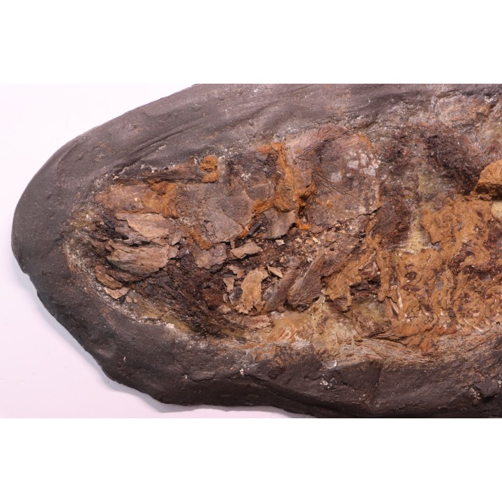 AMIA: CYCLURUS KEHRERI - Messel