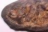 AMIA: CYCLURUS KEHRERI de Messel - Allemagne