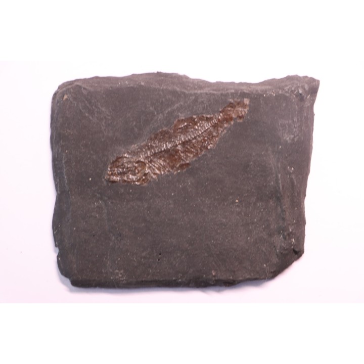 Thaumaturus intermedius - Messel