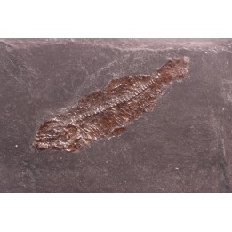 Thaumaturus intermedius - Messel