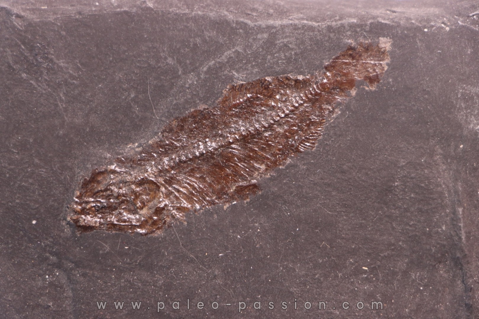 Thaumaturus intermedius - Messel