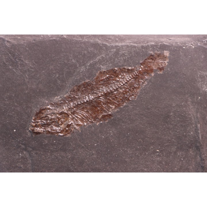 Thaumaturus intermedius de Messel - Allemagne