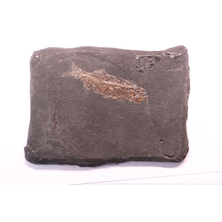 Thaumaturus intermedius - Messel