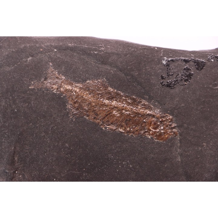 Thaumaturus intermedius de Messel - Allemagne