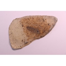 Thaumaturus intermedius - Messel