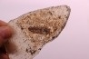 Thaumaturus intermedius de Messel - Allemagne